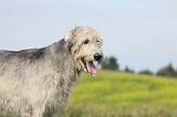 IRISH WOLFHOUND 191
